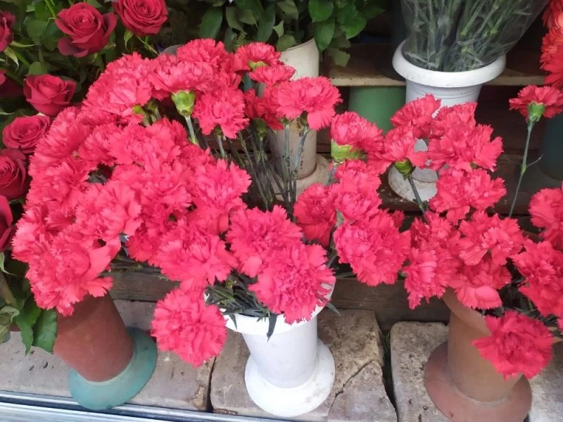 Çiçekçilerde 8 Mart bereketi: Erken saatlerde ‘karanfiller’ tükendi
