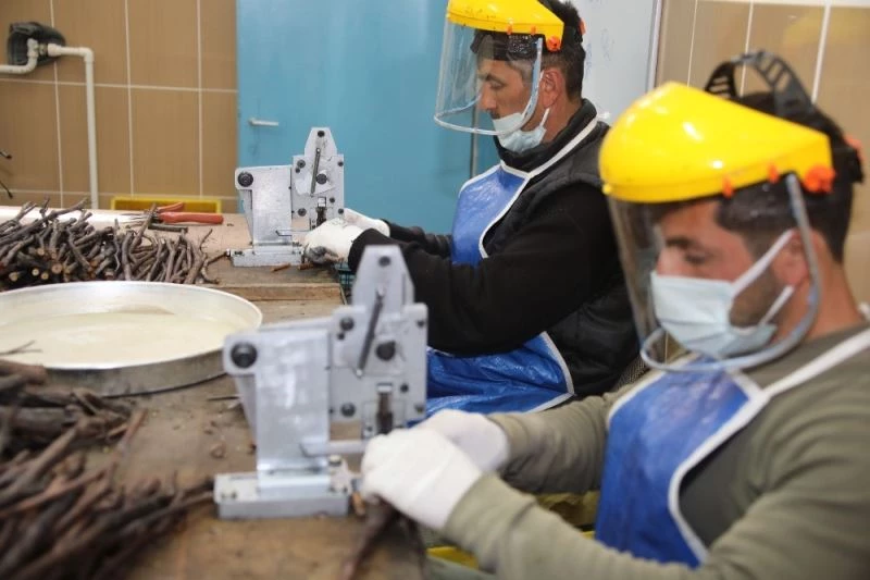 Tokat bağ yaprağı fidanı taleplerine yetişmeye çalışıyorlar
