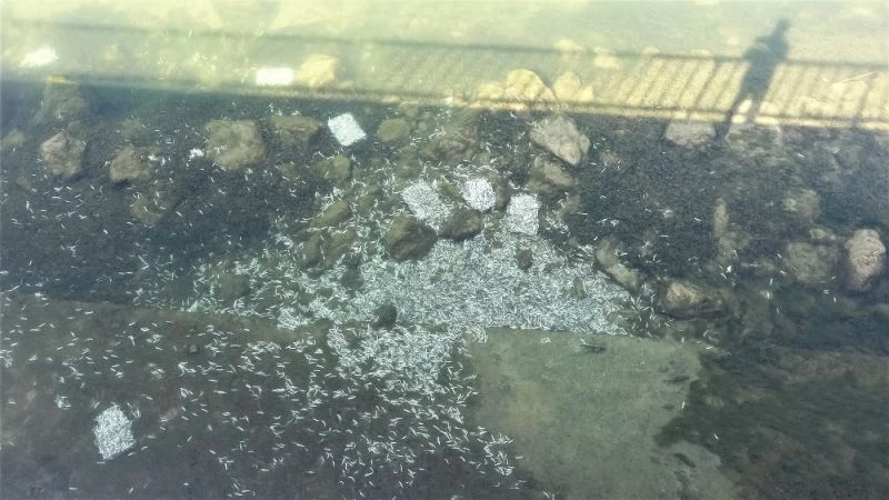 Kötü kokuların geldiği Araç Çayı’nda çevre felaketi
