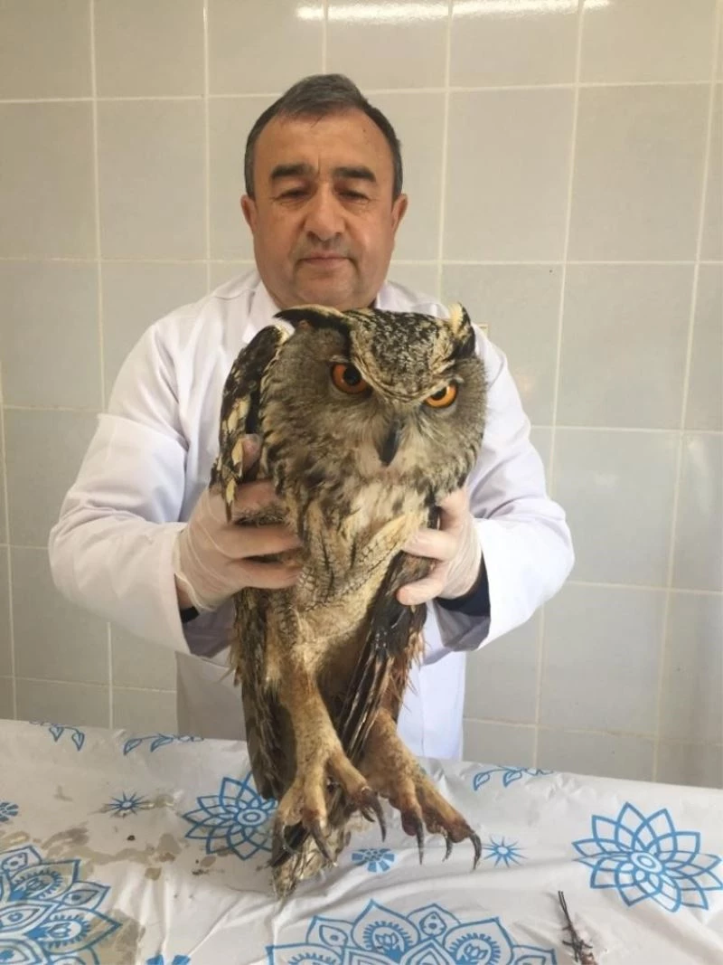 İyileştirilen puhu baykuşu doğaya bırakıldı
