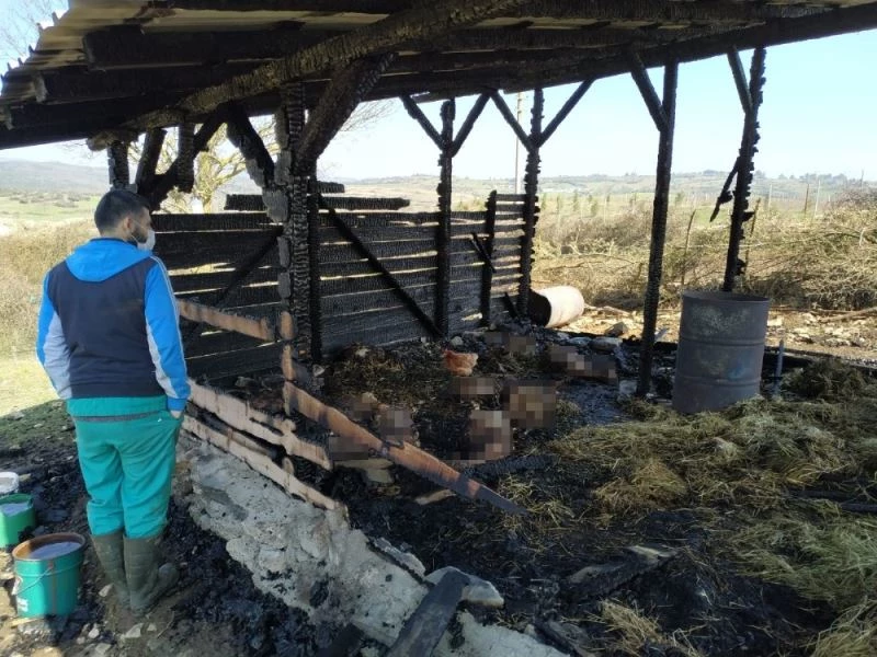 Ağılda çıkan yangın küçükbaş hayvanları telef etti
