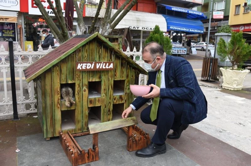 Kediler için villa yaptılar, şehrin çeşitli noktalarına yerleştirdiler
