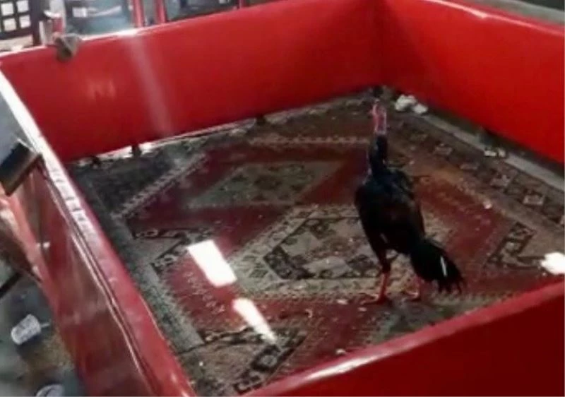 Bağevinde horoz dövüşüne baskın: 27 şahıs yakalandı
