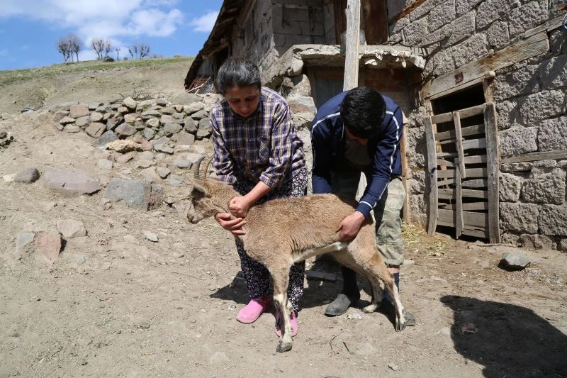 Günlerce baktıkları dağ keçisine, gözyaşlarıyla veda ettiler
