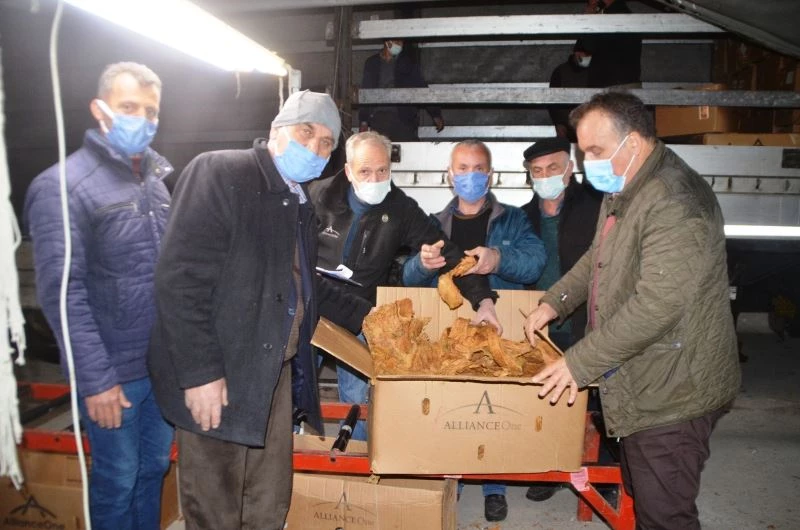 Bafra’da tütün alımları başladı
