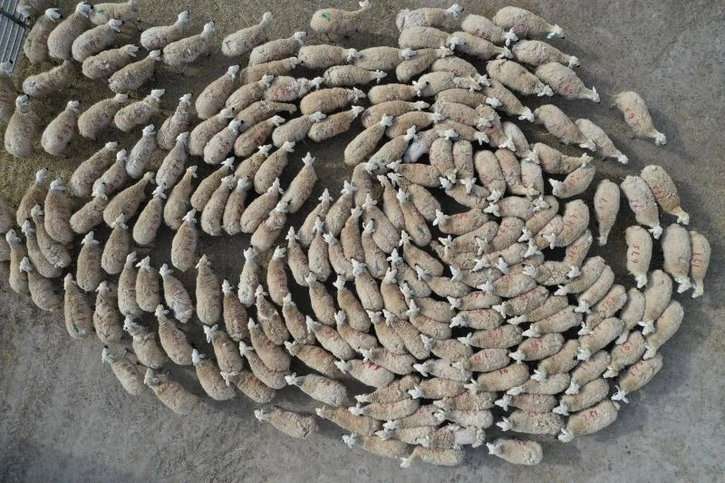 Yüzlerce kuzu anneleriyle buluştu, o anlar renkli görüntüler oluşturdu
