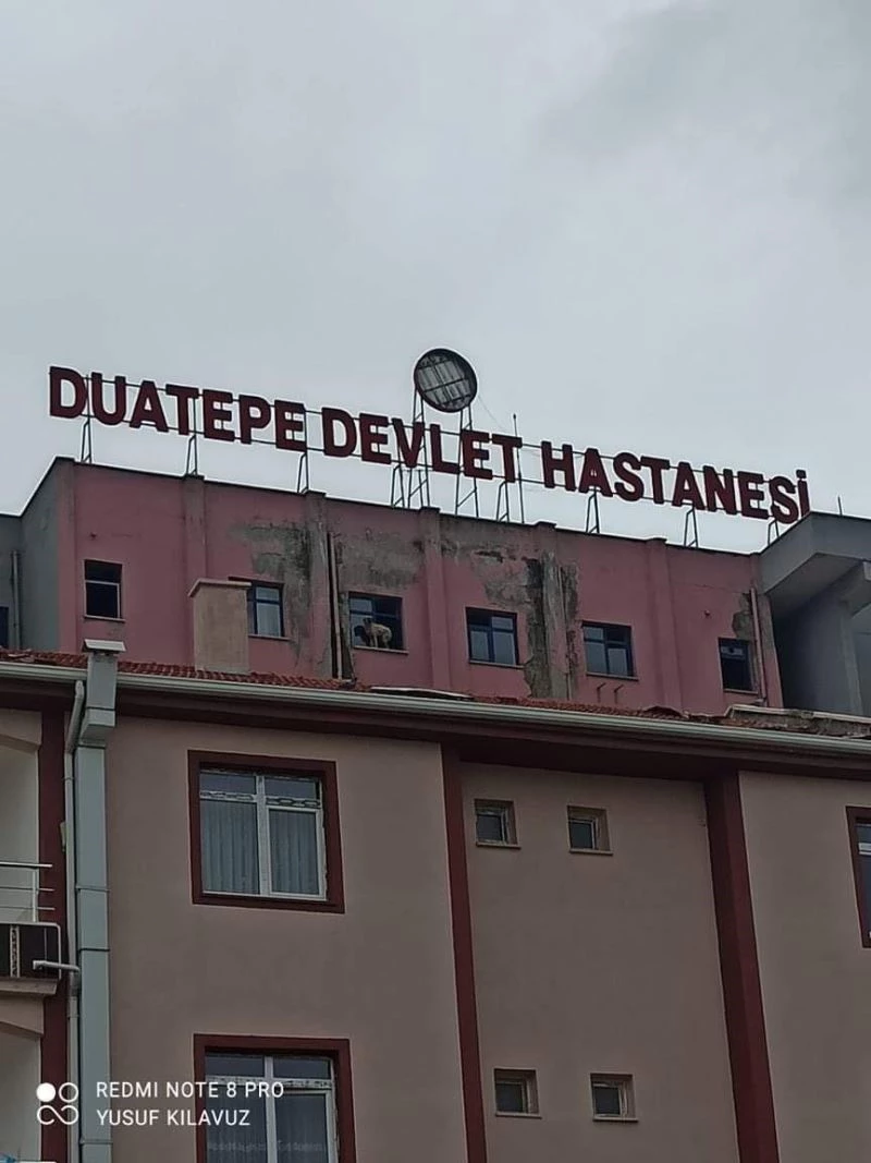 Binanın 9’uncu katındaki köpeğe seslenen vatandaş: “Ne derdin var intihar etme”
