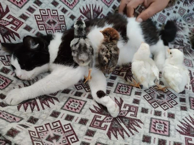Kedi Mercan hem köpek yavrularına hem de civcivlere annelik yapıyor

