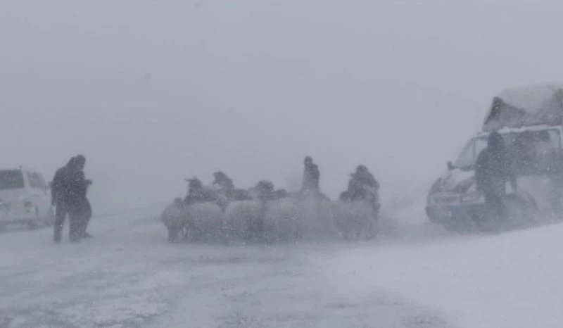 Yaylada tipiye yakalanan 20 koyun donarak telef oldu
