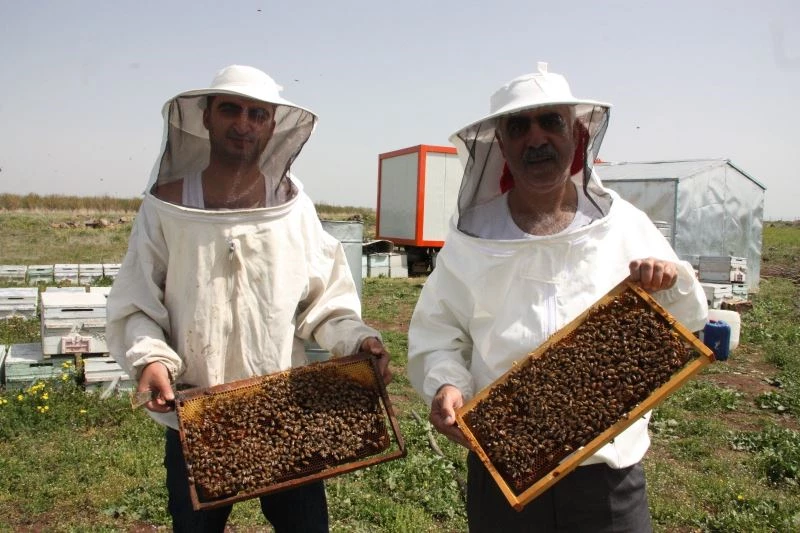 Bahar geldi uykularından uyanıp iş başına geçtiler
