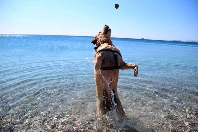 Kısıtlamanın keyfini sahilde Çiko çıkardı
