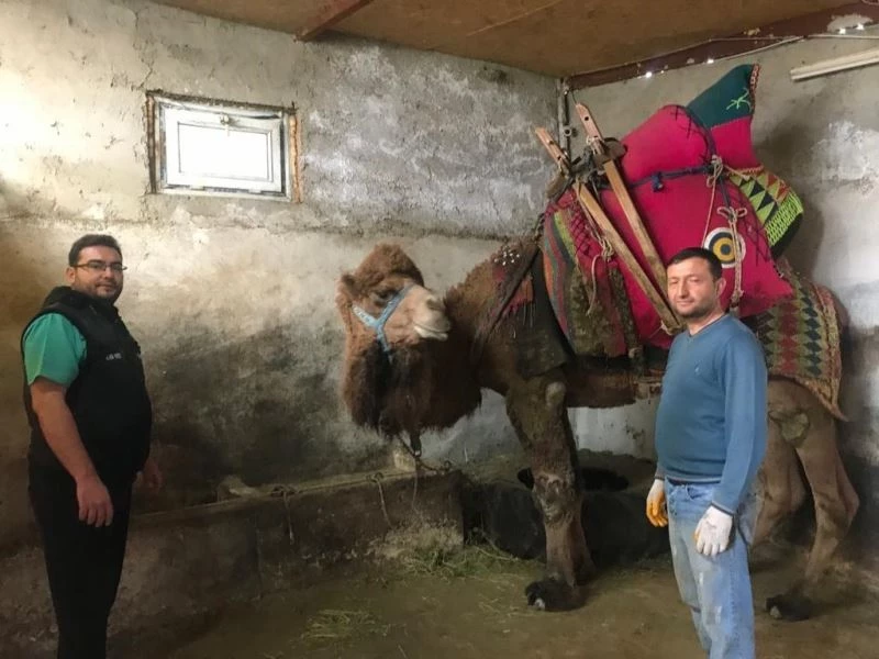 Şampiyon deve ’Çılgın Cambaz’ yeni sezona hazırlanıyor
