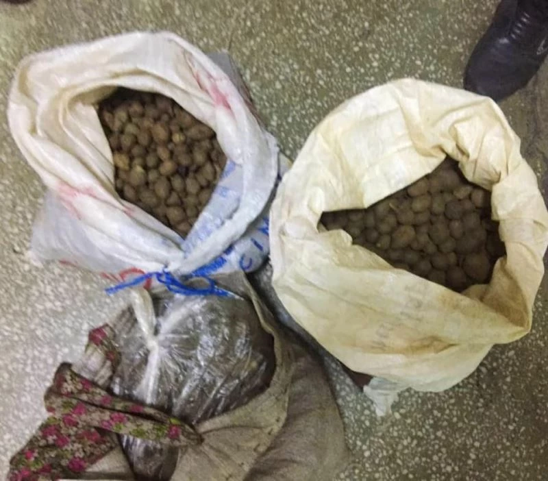 Aydın’da 30 kilogram orkide yumrusu ele geçirildi
