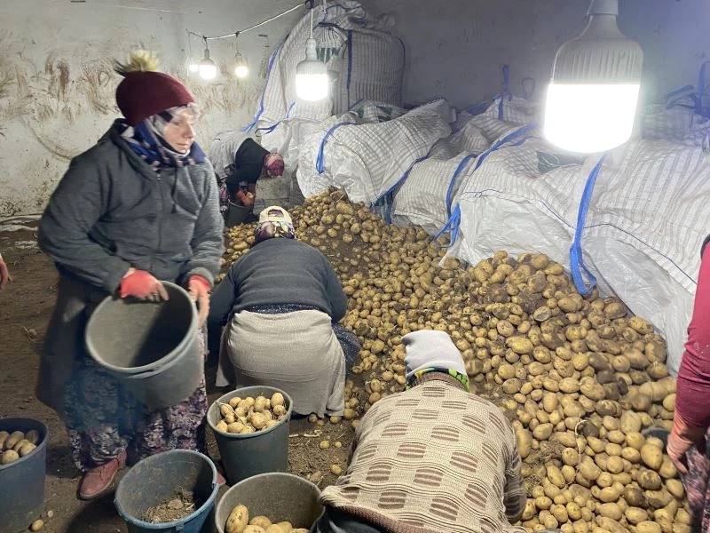 TMO patates alımlarına başladı
