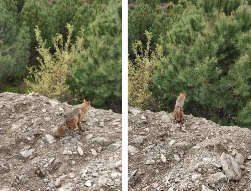 Kuyudan kurtarılan tilki doğal yaşam alanına bırakıldı
