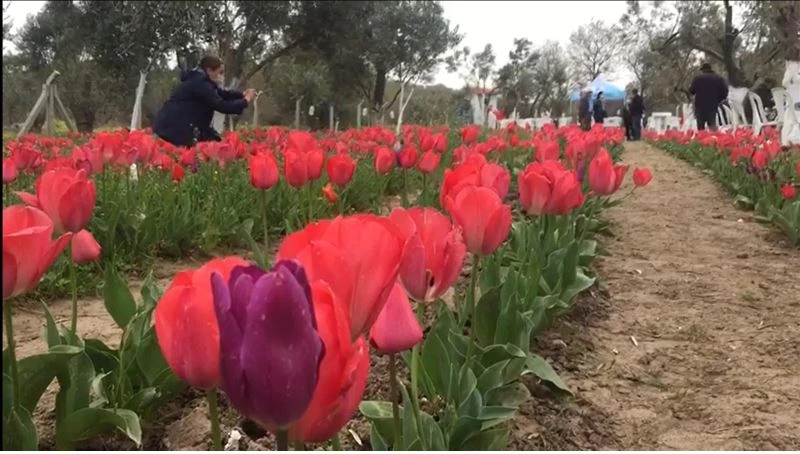 İzmir’de iki kadın girişimci gözü gibi baktığı lalelerin hasadını yaptı
