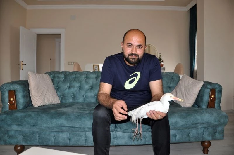 Harita mühendisinden ‘Sığır Balıkçıl’ kuşuna şefkat eli
