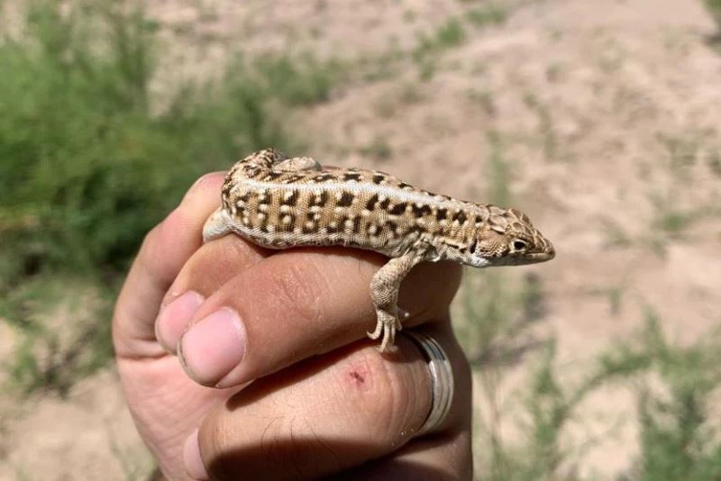 Bu kertenkele Türkiye’de dördüncü dünyada 45. tür olarak literatüre girdi
