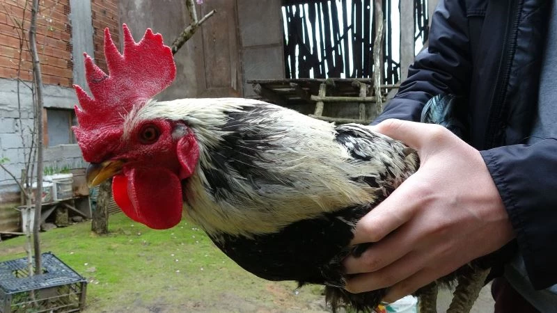 ‘Anne’ diye bağırdı, kesilmekten kurtuldu
