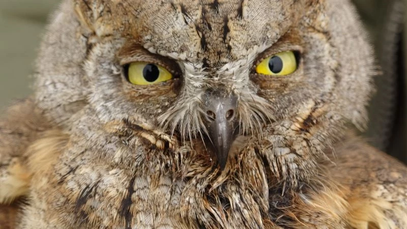 Baharın gelmesiyle yaban hayvanlarında hastalıklar arttı
