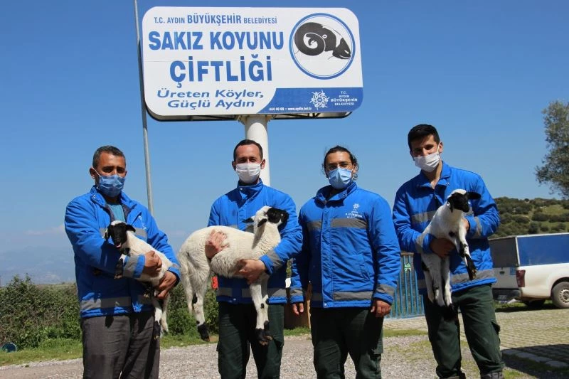 Sakız koyunu, ailelerin geçim kaynağı oldu
