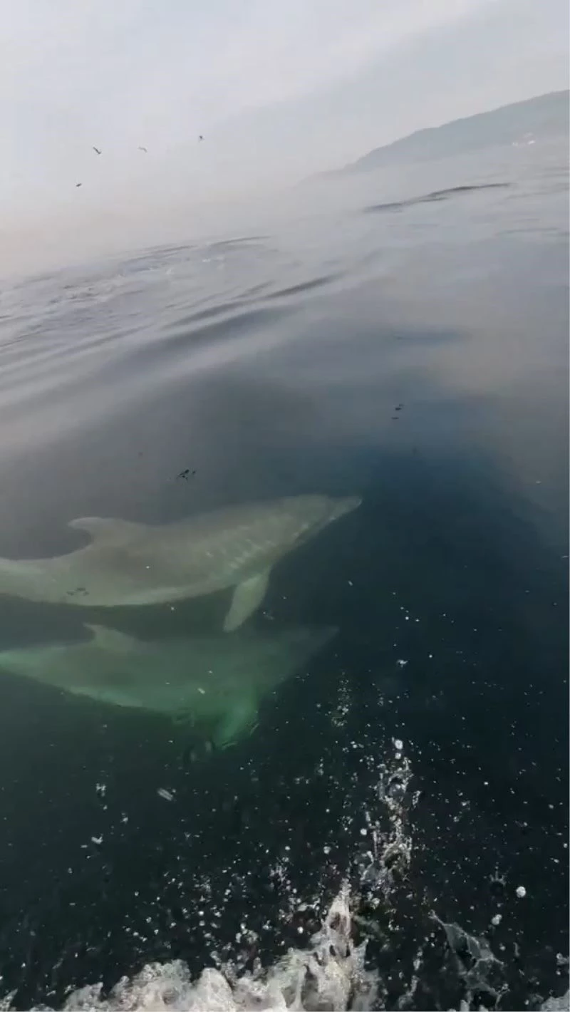 Bursa’da yunus balıklarının balıkçı tekneleriyle olan yarışı kameralara yansıdı

