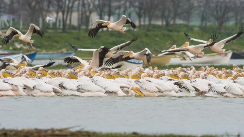 Ak pelikanların göçü bu yıl da görüntülendi

