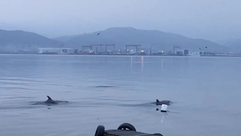 İzmit Körfezi’nde yunuslardan görsel şölen
