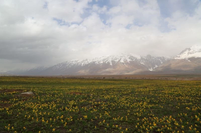 Tunceli’de çiçeklerin renk cümbüşü

