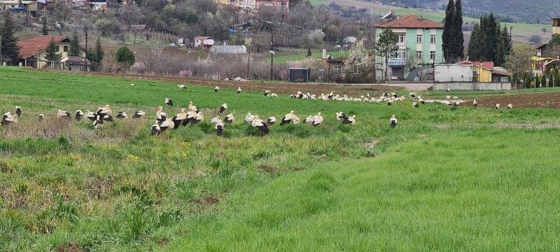 Baharı bekleyen leyleklere, muhtardan balık servisi
