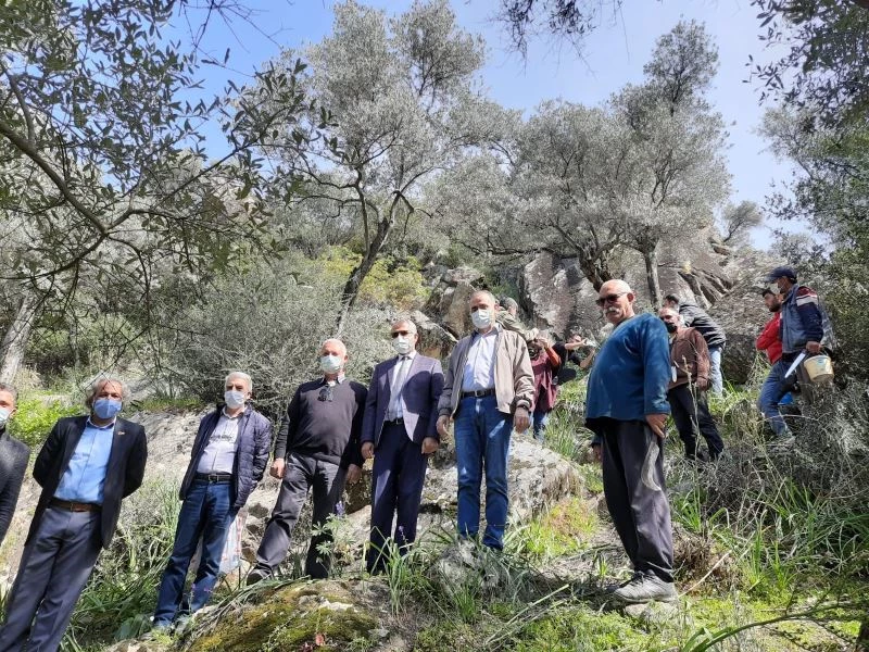 Söke’de 25 bin dekar delice zeytin alanı, üretime kazandırılacak
