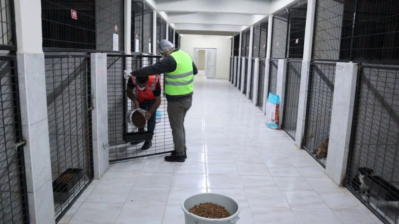 Sokak hayvanları bakımevinin kanatları altında

