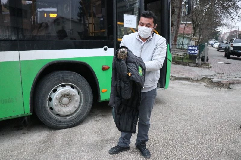 Otobüs şoförü yol kenarında bulduğu yaralı şahini ölümden kurtardı
