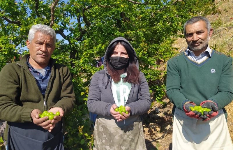 Silifke’de açıkta erik hasadı başladı

