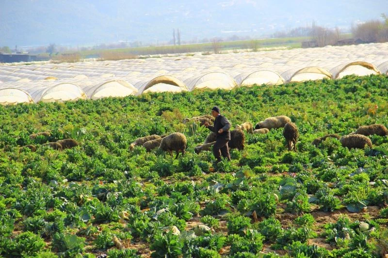 Lahanalar koyunlara kaldı
