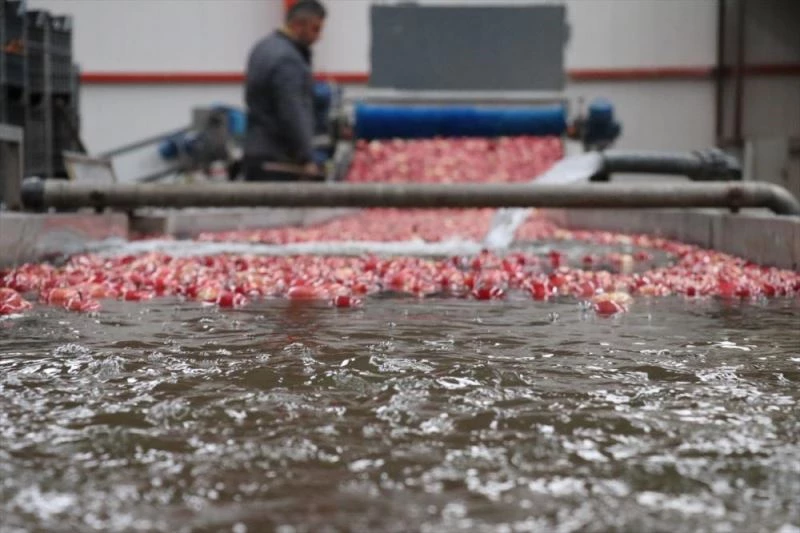 Verimiyle yüz güldüren Isparta elması 10 ülkeye ihraç ediliyor