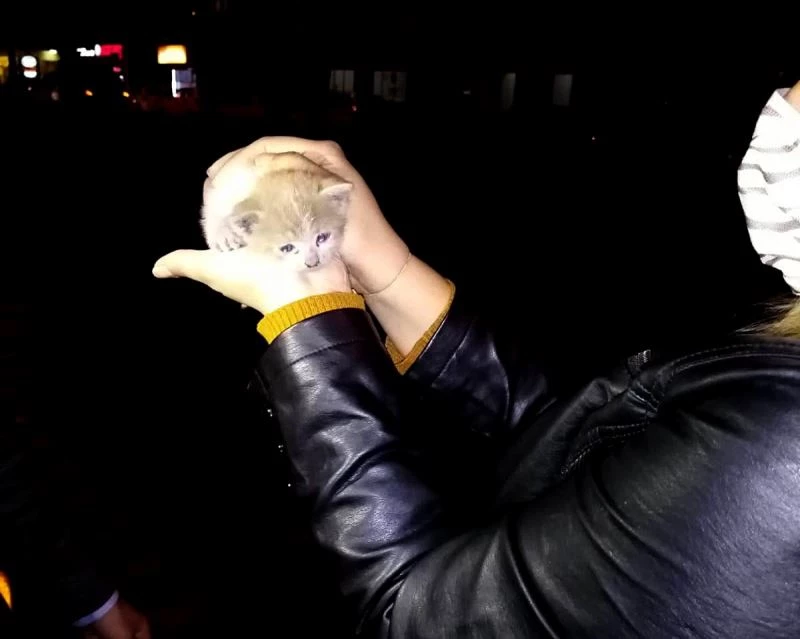 Otomobilin motoruna sıkışan inatçı yavru kedi zor kurtarıldı
