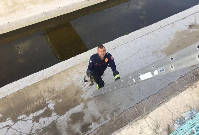 Manisa itfaiyesi ilk 3 ayda 269 hayvanı kurtardı
