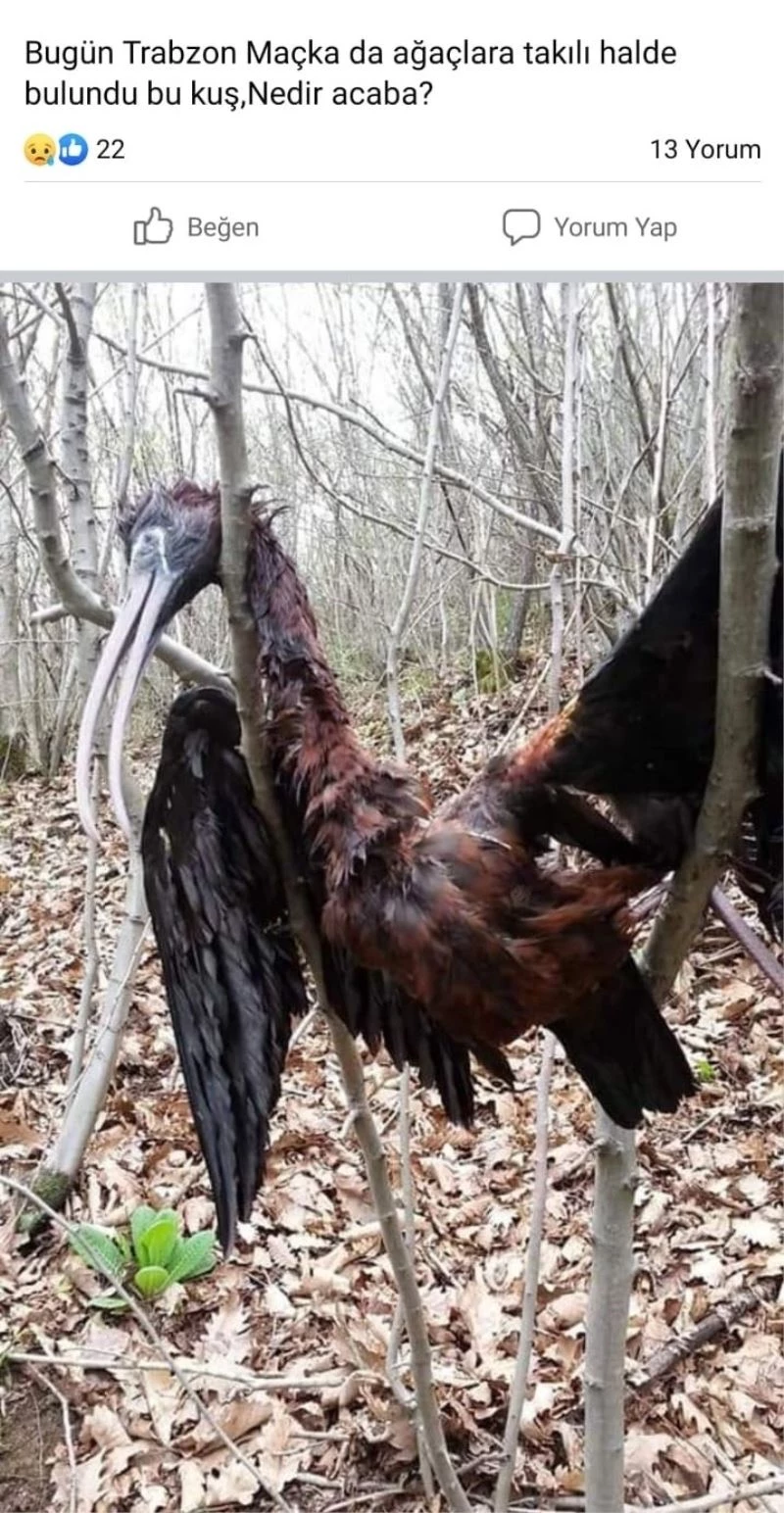 Çeltikçi Kuşu’nun göçü yarım kaldı
