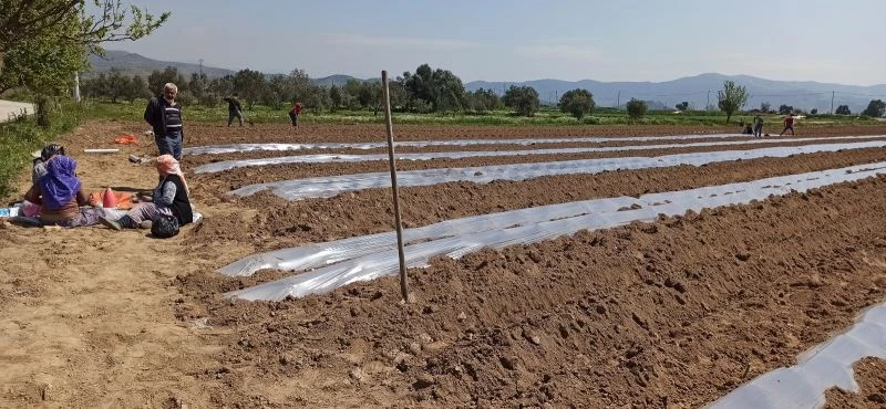 Don tehlikesi geçti, salatalık ekimleri hızlandı
