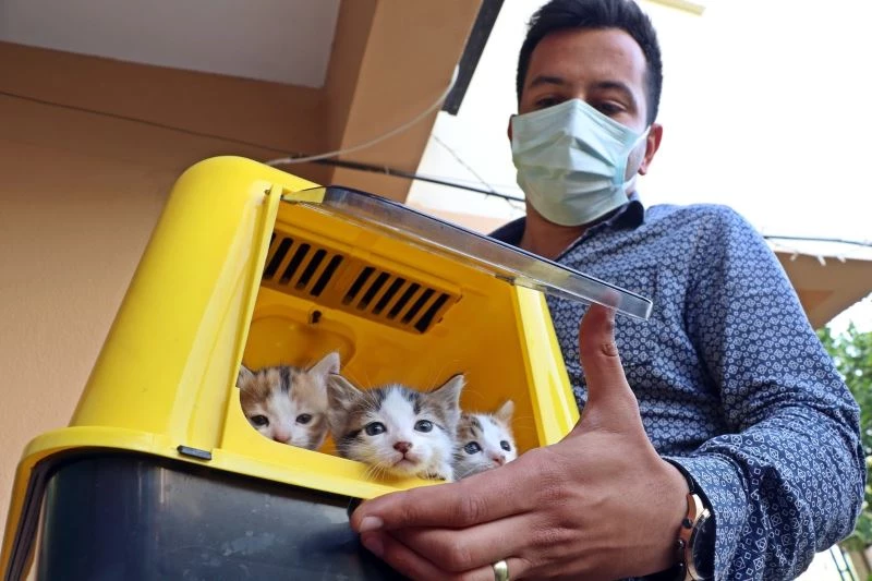 Kahraman kedi, yavrularını korumak için kendini feda etti

