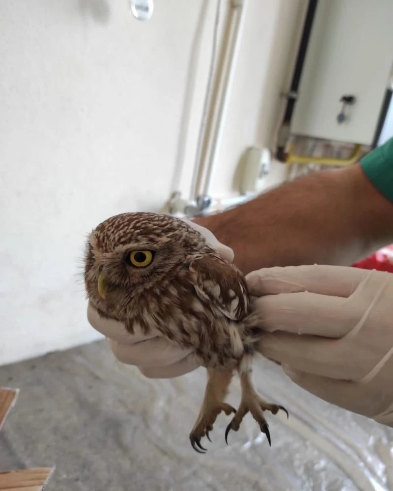 Bitkin halde bulunan Kukumav kuşu tedavi altında
