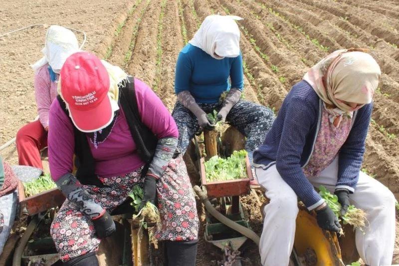 Umudunu kaybetmeyen tütün üreticisi,  fideleri toprakla buluştu
