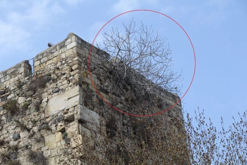 Arsız incir surları deldi, bir de meyve verdi
