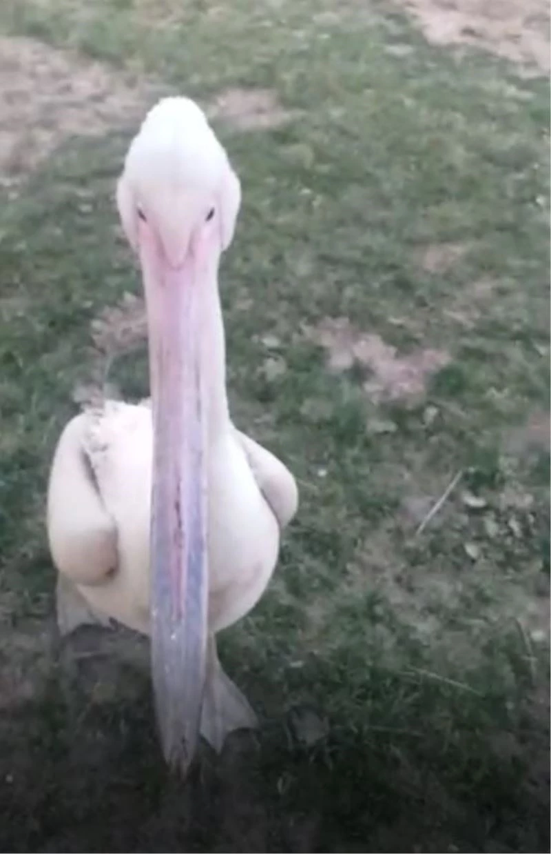 Yaralı bulunan pelikan tedavi altına alındı
