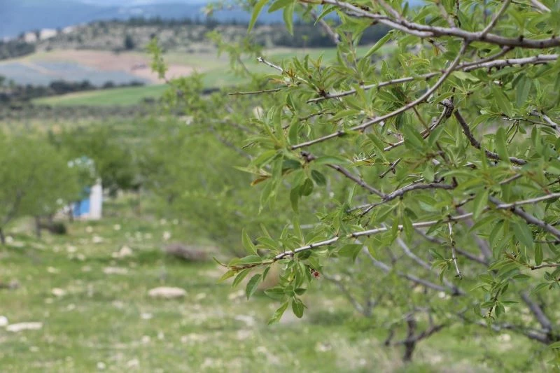 Çağla badem Buldan için alternatif ürün oldu
