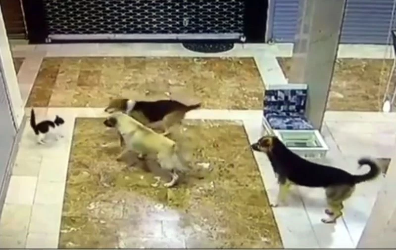 Yavrusuna saldıran 3 köpeği böyle kovaladı
