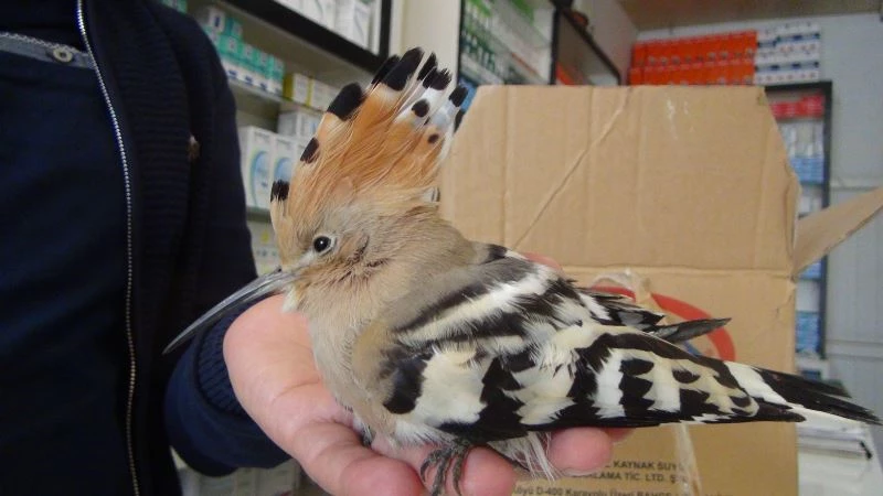 Yaralı ağaçkakan tedavi altına alındı
