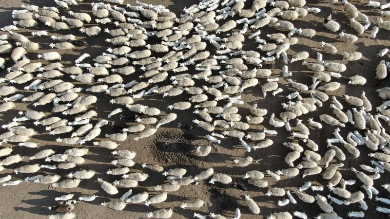 Kuzuların yüzlerce koyun arasında annelerini bulduğu anlar renkli görüntüler oluşturdu
