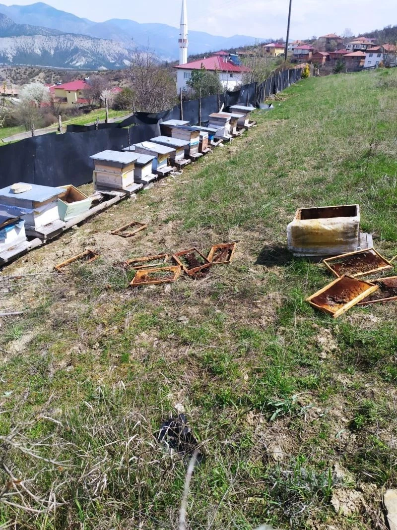 Aç kalan ayılar arı kovanlarını parçaladı
